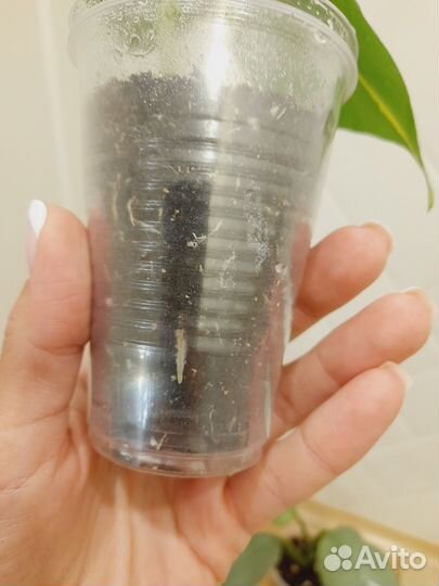 Филодендрон Сильвер металл, Сканденс бразил