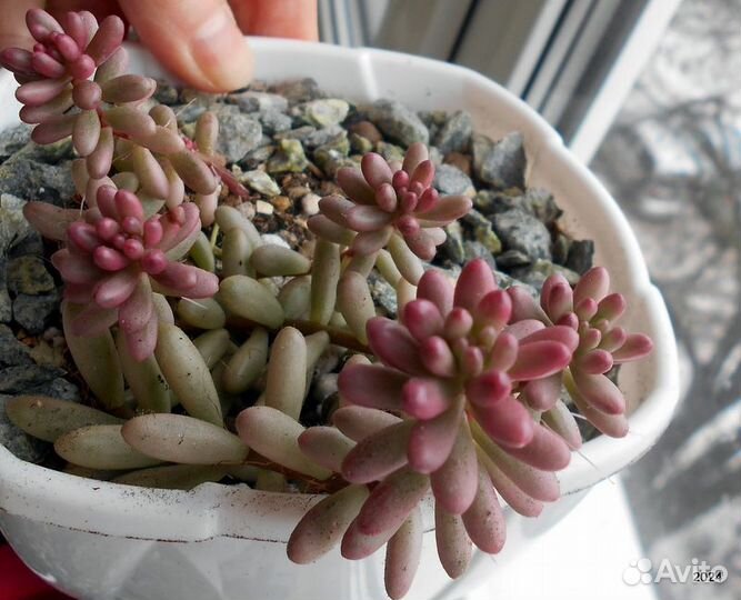 Суккуленты