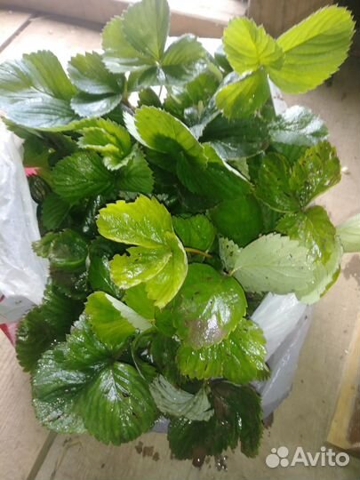 Рассада (усы) клубники