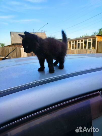 Котята в добрые руки бесплатно