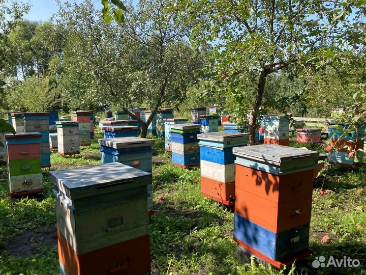 Продам пчел