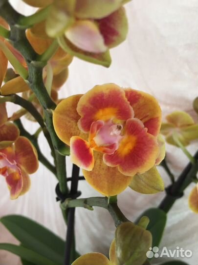 Орхидея фаленопсис бабочка