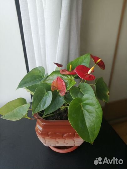 Комнатные цветы антуриум