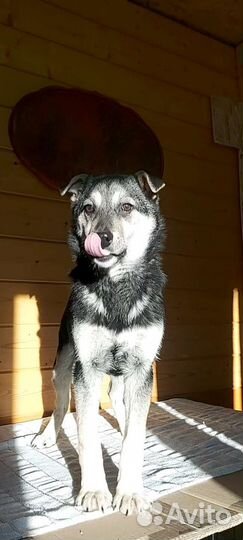 Щенок, в добрые руки