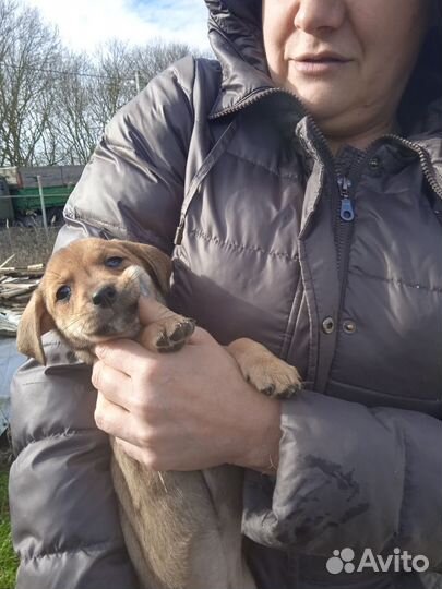 Карликовая такса щенки