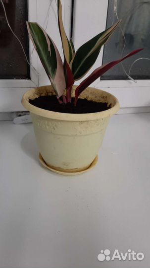 Ростки калатеи