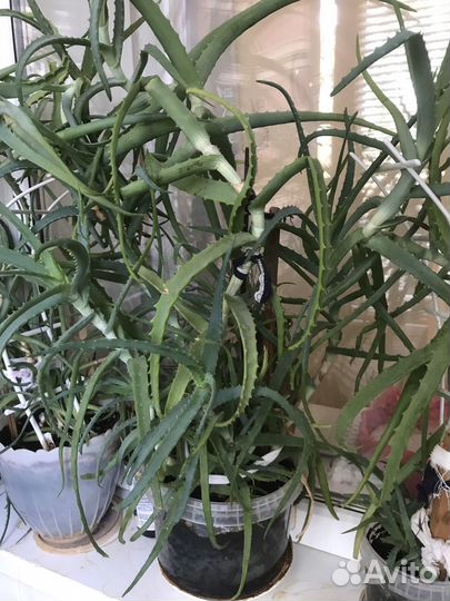 Алое лечебный