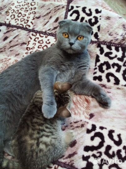 Шотландские котята