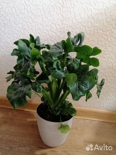 Филодендрон атом