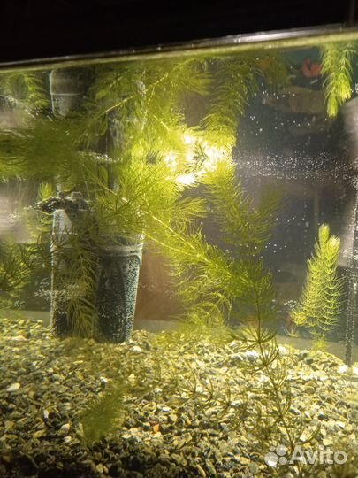 Аквариум