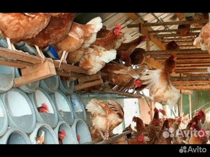 Несушки молодки