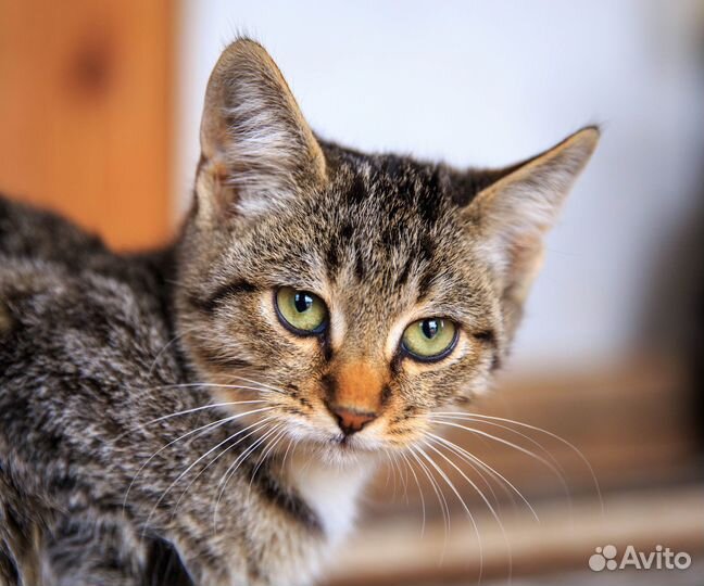 Котенок-сирота ищет дом