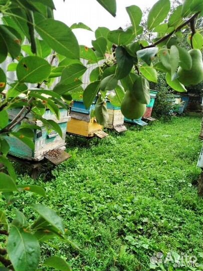 Мёд-тот, который вам нужен