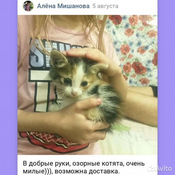 Котята дворовые