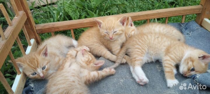 Домашние животные бесплатно