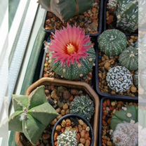 Семена astrophytum asterias cv