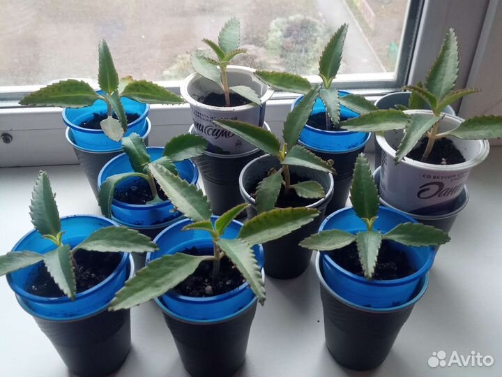 Каланхое лечебное