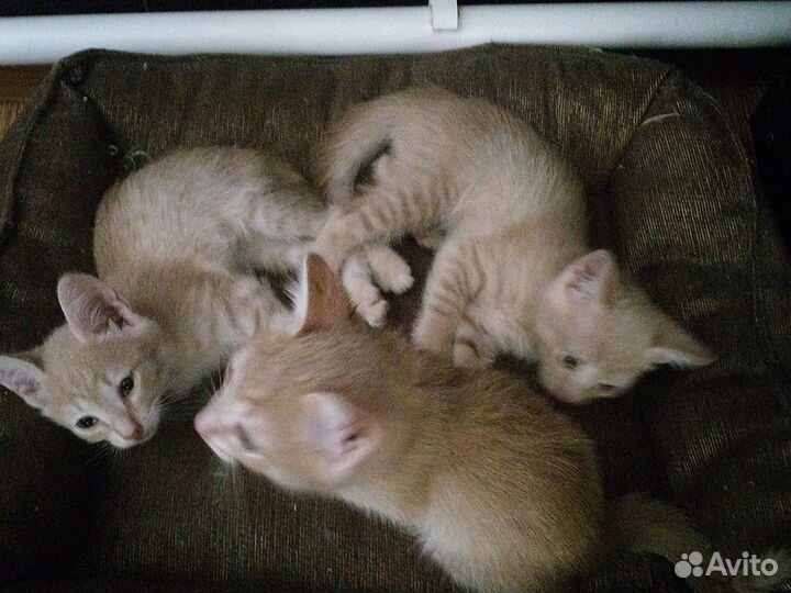 Кошка в дар