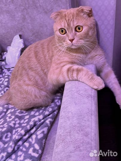 Шотландский вислоухий кот
