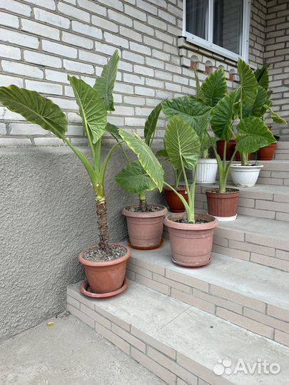 Цветок Арма