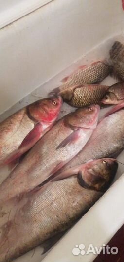 Технопланктон