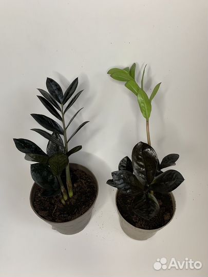 Замиокулькас черный равен(деленки)