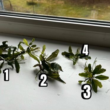 Аквариумное растение