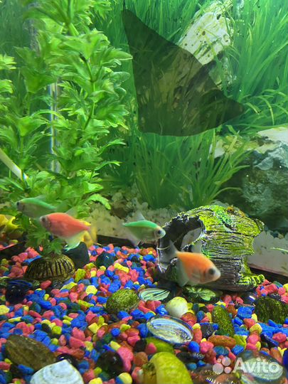Аквариумные рыбы