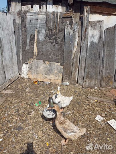 Селезень голубой фаворит