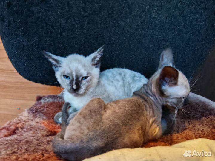 Котята сфинкс браш