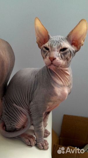 Донской сфинкс котята