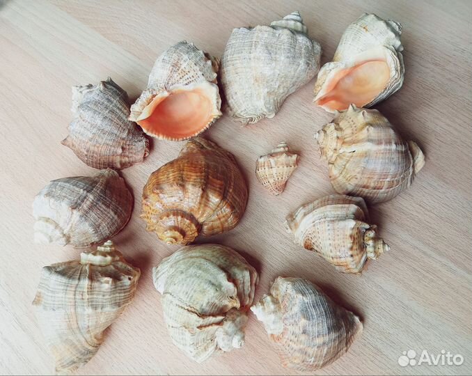 Морские ракушки раковины