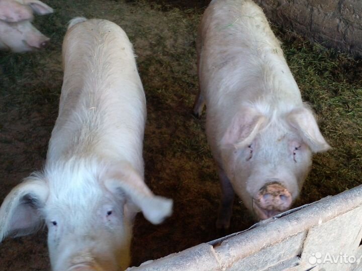 Поросята