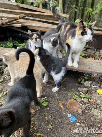 Котята в добрые руки