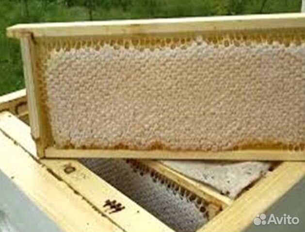 Мёд 24 года Алтайский опт