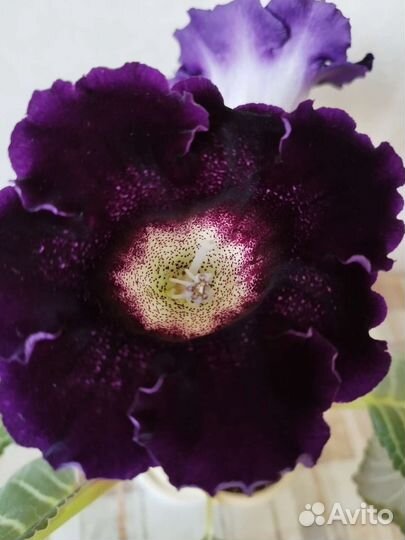 Глоксиния, традесканция