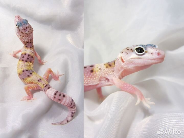 Морфные эублефары