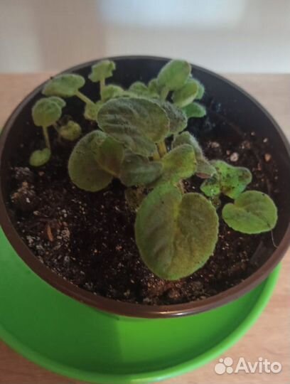 Комнатные цветы