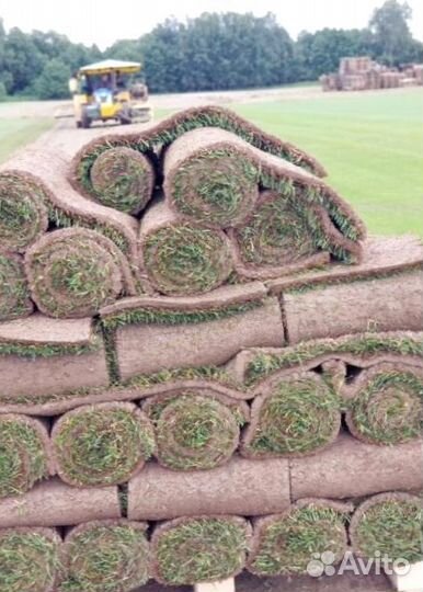 Рулонный газон