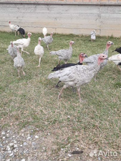 Индюки 30 шт