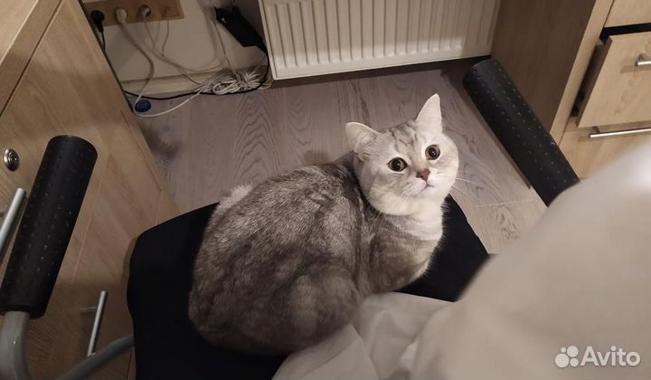 Британский кот вязка