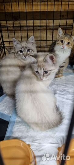 Безумно красивые котята ищут дом