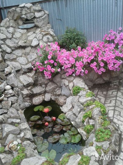 Нимфеи кувшинки