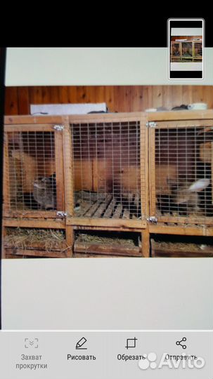 Клетки для кроликов бу
