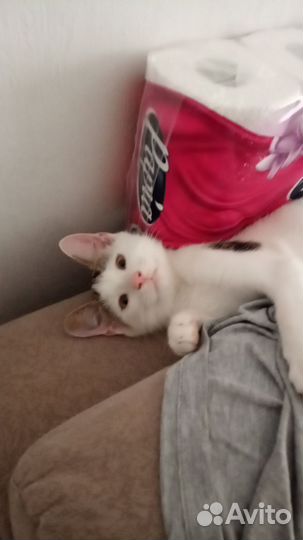 Котик подросток в добрые руки