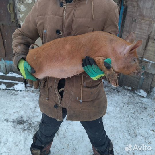 Овцы Бараны Ягнята