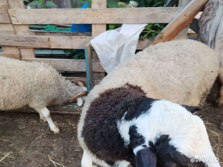 Баран дорпер