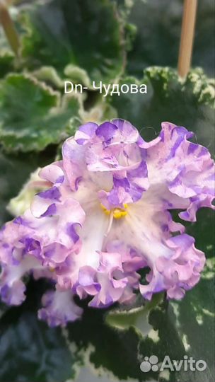 Укорененные черенки фиалок с детками