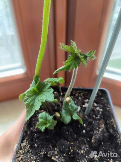 Анемона Японская