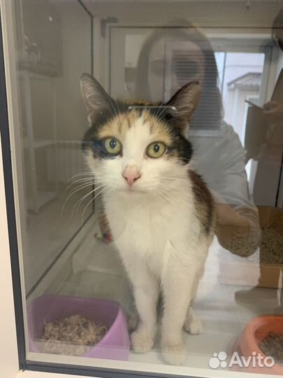 Кошка в дар